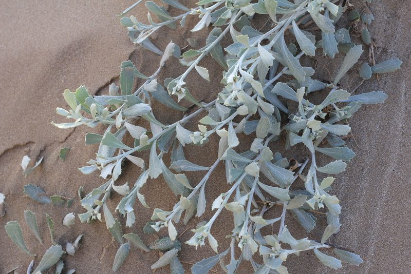 Senecio crassiflorus, photographed by Romi Galeota Lencina