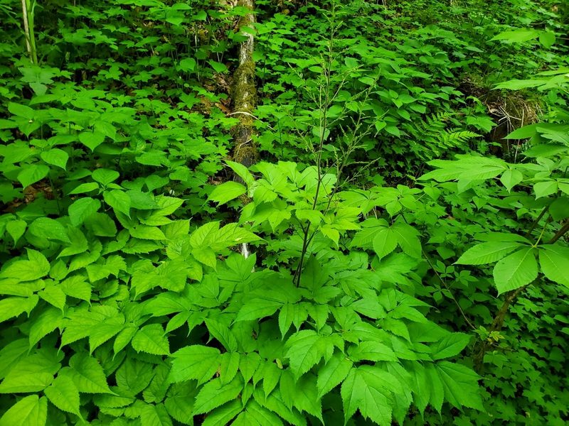 Astilbe biternata, photographed by Will Kuhn
