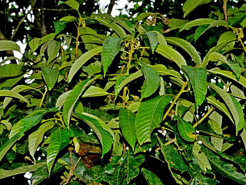 Lithocarpus lepidocarpus, photographed by Jacy Chen