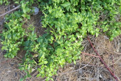 Asparagus asparagoides, photographed by Romi Galeota Lencina