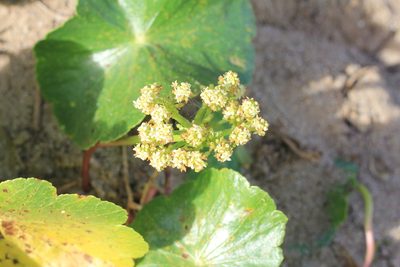 Hydrocotyle bonariensis