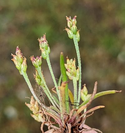 Plantago elongata, photographed by John A Haskins