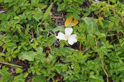 Rosa luciae, photographed by harum.koh