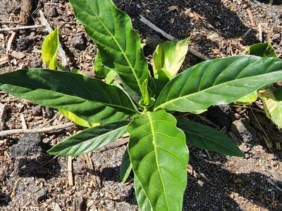 Morinda citrifolia, photographed by Tyler Bishop