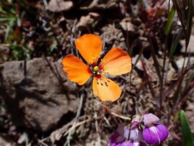 Stylomecon heterophylla, photographed by Cricket Raspet