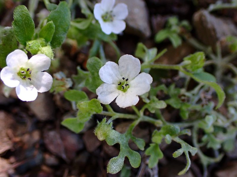 Nemophila heterophylla, photographed by Cricket Raspet