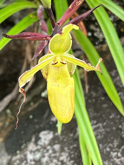 Phragmipedium longifolium, photographed by Djibo Zanzot