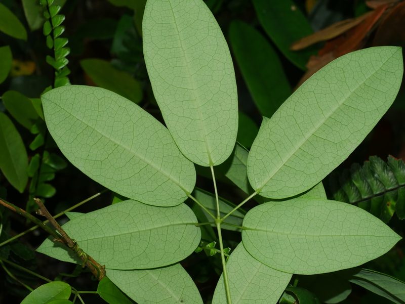 Stauntonia obovata, photographed by Jacy Chen