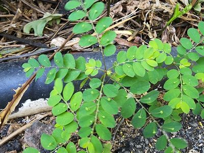 Phyllanthus tenellus, photographed by Tyler Bishop