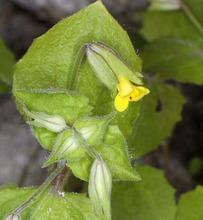 Erythranthe bergeri, photographed by Steve Matson
