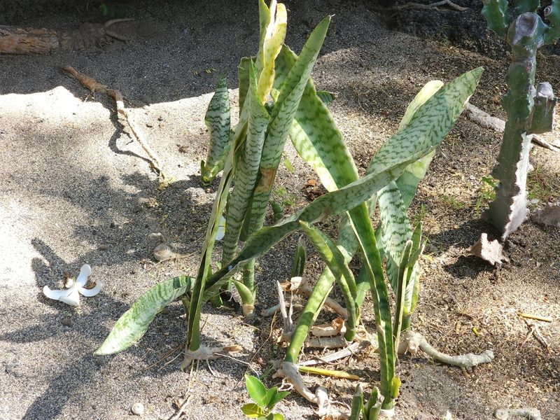 Dracaena trifasciata, photographed by Tyler Bishop
