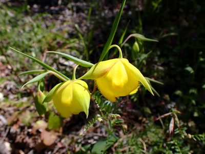 Calochortus pulchellus, photographed by Cricket Raspet