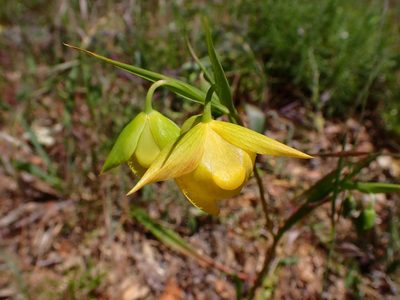 Calochortus pulchellus, photographed by Cricket Raspet