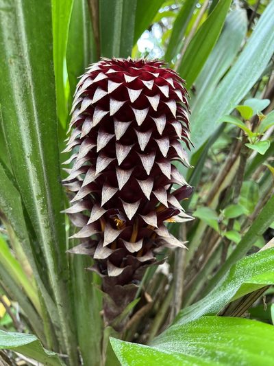 Pitcairnia funkiae, photographed by Djibo Zanzot