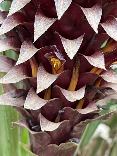 Pitcairnia funkiae, photographed by Djibo Zanzot