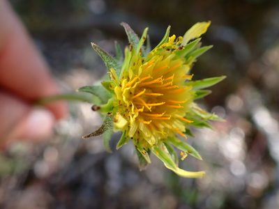 Agoseris grandiflora, photographed by Cricket Raspet