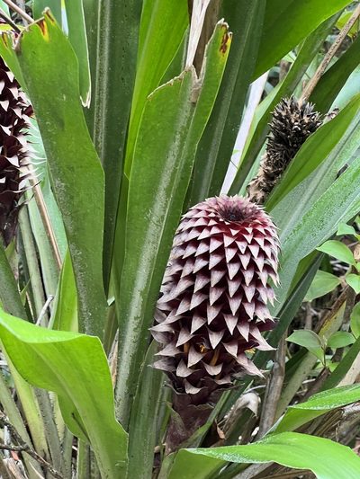 Pitcairnia funkiae, photographed by Djibo Zanzot
