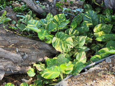 Epipremnum aureum, photographed by Tyler Bishop