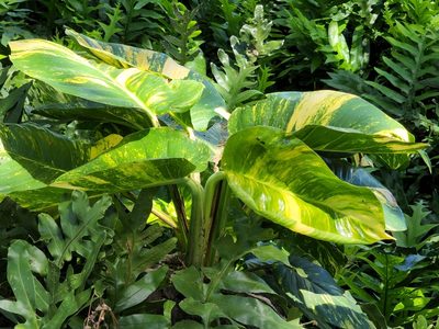 Epipremnum aureum, photographed by Tyler Bishop