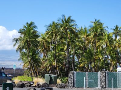 Cocos nucifera, photographed by Tyler Bishop