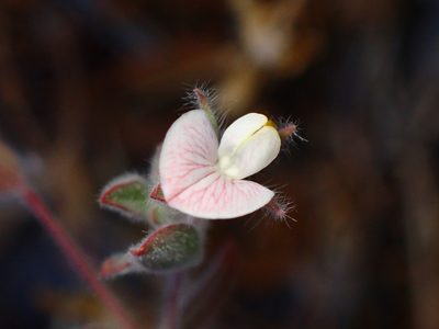 Acmispon americanus, photographed by Cricket Raspet