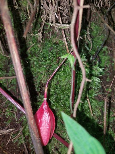 Passiflora cisnana, photographed by Daniel Mesa