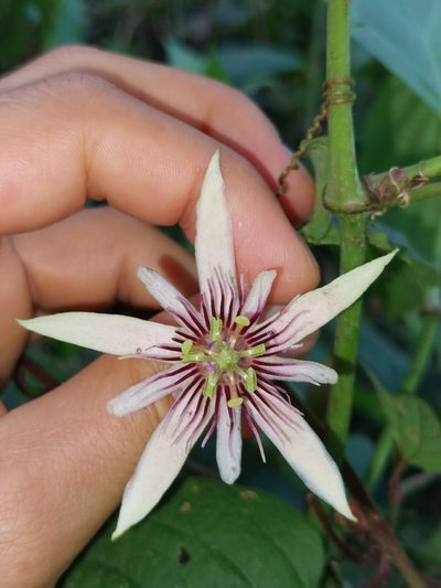 Passiflora cisnana, photographed by Daniel Mesa