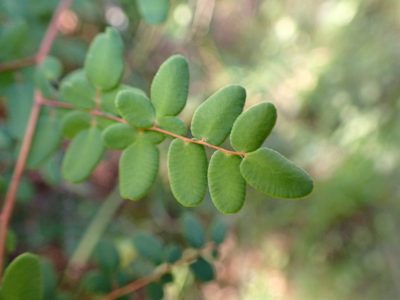 Pellaea andromedifolia, photographed by Cricket Raspet