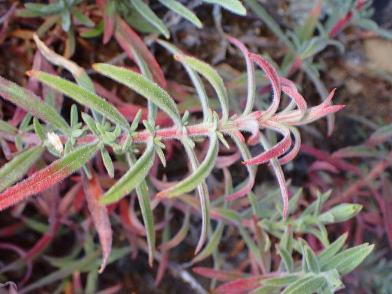 Epilobium canum, photographed by Cricket Raspet