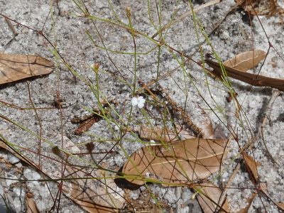 Stipulicida setacea