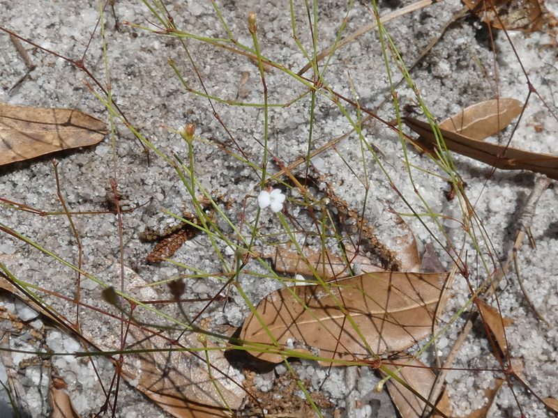 Stipulicida setacea, photographed by kcthetc1