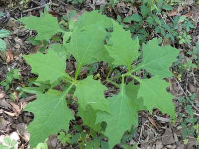 Smallanthus uvedalia, photographed by kcthetc1