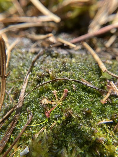 Odontoschisma sphagni, photographed by Bonnie Semmling