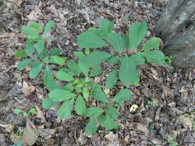 Asimina parviflora, photographed by kcthetc1