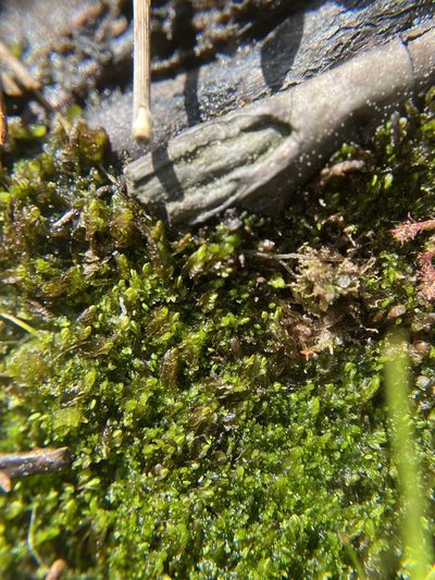 Odontoschisma sphagni, photographed by Bonnie Semmling