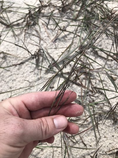 Schizachyrium maritimum, photographed by Will McFarland