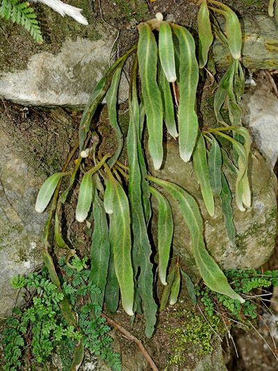 Pyrrosia porosa, photographed by Jacy Chen