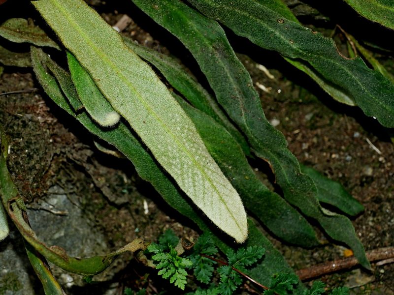 Pyrrosia porosa, photographed by Jacy Chen