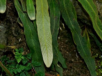 Pyrrosia porosa, photographed by Jacy Chen