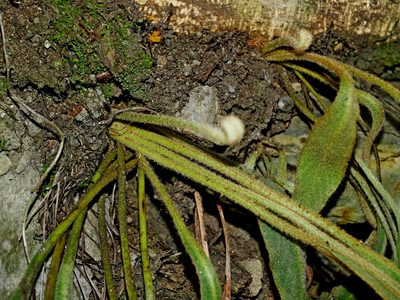 Pyrrosia porosa, photographed by Jacy Chen
