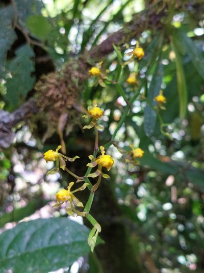 Cyrtochilum meirax, photographed by Daniel Mesa