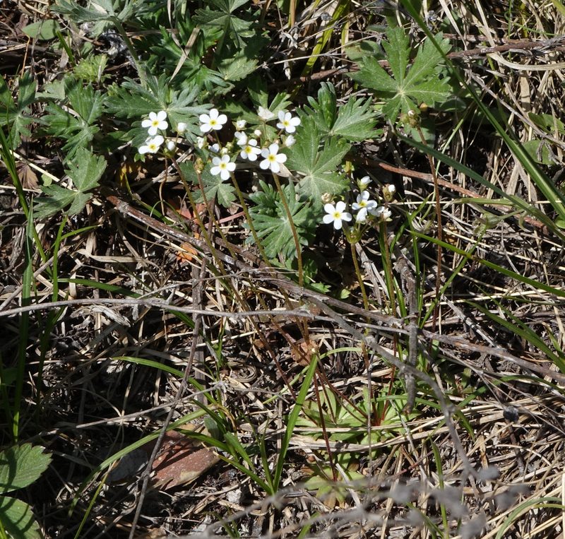 Androsace lactiflora, photographed by Oleg Kosterin