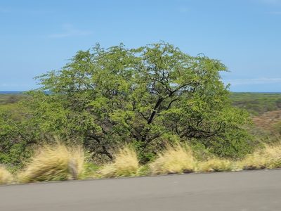 Neltuma pallida, photographed by Tyler Bishop