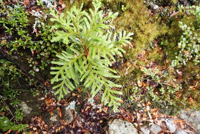 Libocedrus bidwillii, photographed by Oscar Dove
