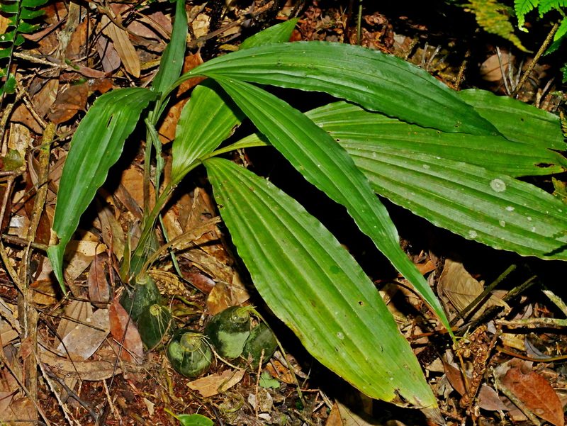 Phaius flavus, photographed by Jacy Chen
