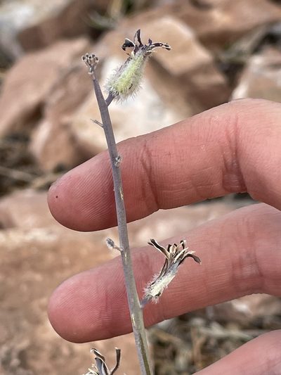 Streptanthus crassicaulis, photographed by Bobby McCabe