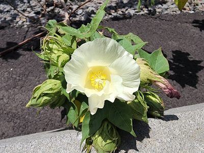 Gossypium hirsutum, photographed by Tyler Bishop