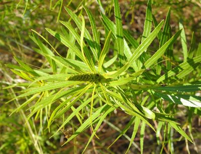 Stillingia texana, photographed by saltyhiker