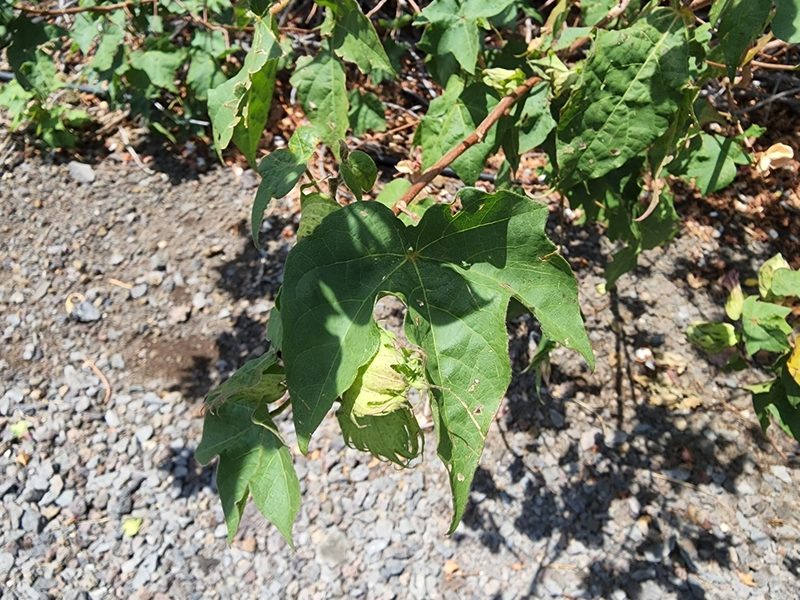 Gossypium hirsutum, photographed by Tyler Bishop