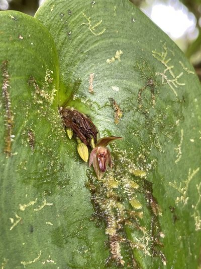 Pleurothallis fossulata, photographed by Diego F. Cisneros-Heredia